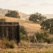 A coyote near a Walnut Creek backyard fence line at dawn