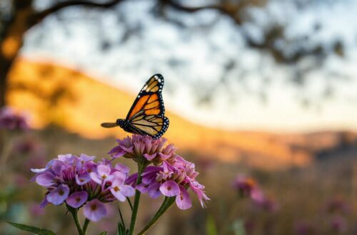 Western monarch butterfly in flight over Walnut Creek's East Bay hills