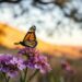 Western monarch butterfly in flight over Walnut Creek's East Bay hills