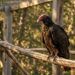 Lord Richard turkey vulture in his aviary at Lindsay Wildlife Experience, Walnut Creek